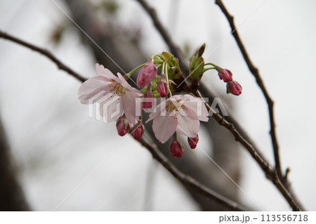 浪速の春を彩る造幣局 桜の通り抜け 浪速の春を彩る造幣局 桜の通り抜け 113556718