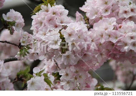 浪速の春を彩る造幣局　桜の通り抜け 113556721