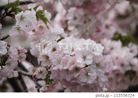 浪速の春を彩る造幣局 桜の通り抜け 浪速の春を彩る造幣局 桜の通り抜け 113556724