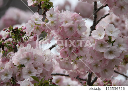 浪速の春を彩る造幣局　桜の通り抜け 113556726