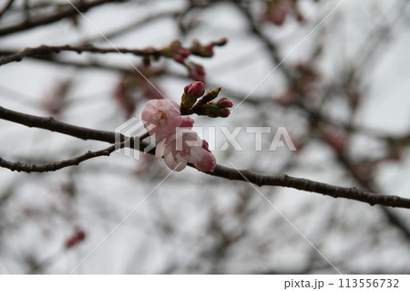 浪速の春を彩る造幣局　桜の通り抜け 113556732
