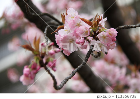 浪速の春を彩る造幣局 桜の通り抜け 浪速の春を彩る造幣局 桜の通り抜け 113556738