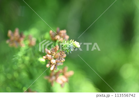杉の雌花と雄花 杉の雌花と雄花 113556742