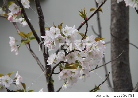 浪速の春を彩る造幣局　桜の通り抜け 113556781