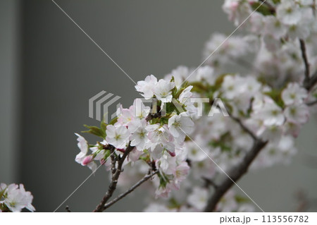 浪速の春を彩る造幣局　桜の通り抜け 113556782