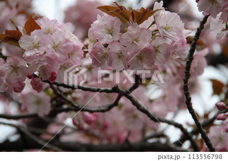 浪速の春を彩る造幣局 桜の通り抜け 浪速の春を彩る造幣局 桜の通り抜け 113556798