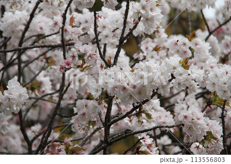 浪速の春を彩る造幣局 桜の通り抜け 浪速の春を彩る造幣局 桜の通り抜け 113556803