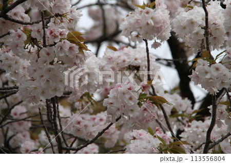 浪速の春を彩る造幣局 桜の通り抜け 浪速の春を彩る造幣局 桜の通り抜け 113556804