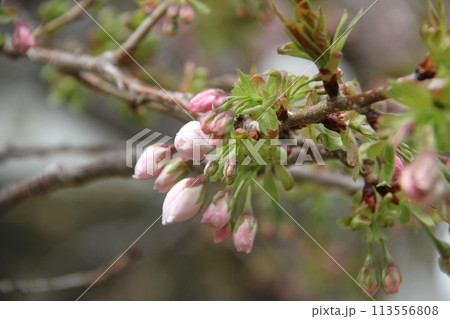浪速の春を彩る造幣局　桜の通り抜け 113556808