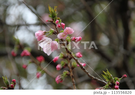 浪速の春を彩る造幣局 桜の通り抜け 浪速の春を彩る造幣局 桜の通り抜け 113556820