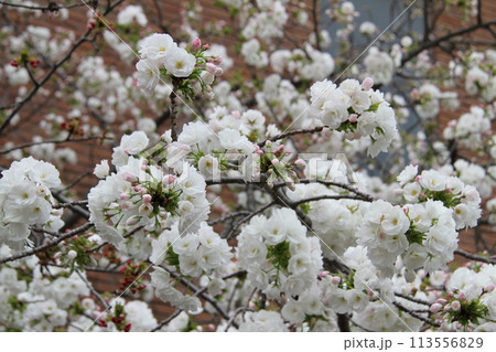 浪速の春を彩る造幣局 桜の通り抜け 浪速の春を彩る造幣局 桜の通り抜け 113556829