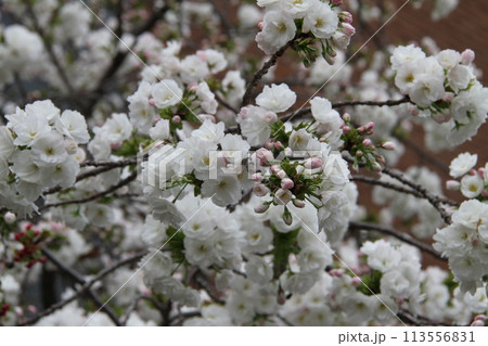 浪速の春を彩る造幣局 桜の通り抜け 浪速の春を彩る造幣局 桜の通り抜け 113556831