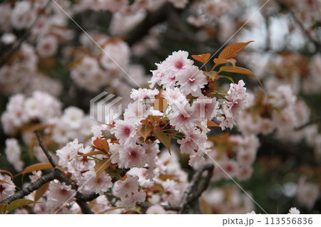 浪速の春を彩る造幣局　桜の通り抜け 113556836