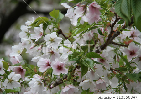 浪速の春を彩る造幣局　桜の通り抜け 113556847
