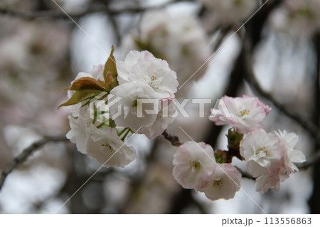 浪速の春を彩る造幣局　桜の通り抜け 113556863