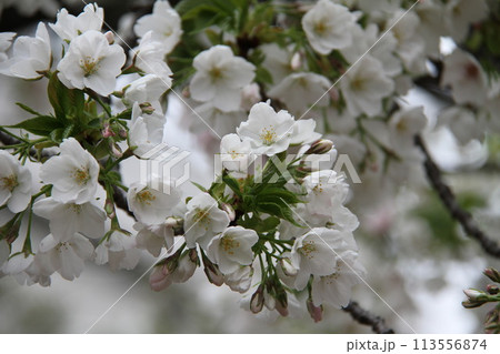 浪速の春を彩る造幣局　桜の通り抜け 113556874