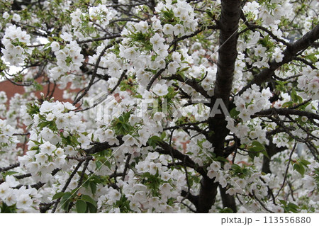 浪速の春を彩る造幣局　桜の通り抜け 113556880