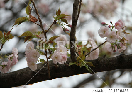 浪速の春を彩る造幣局　桜の通り抜け 113556888