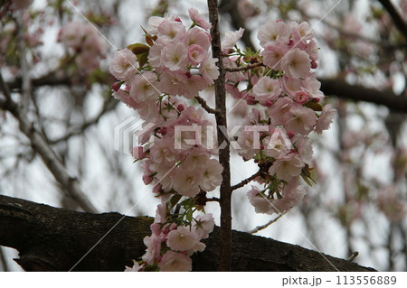 浪速の春を彩る造幣局 桜の通り抜け 浪速の春を彩る造幣局 桜の通り抜け 113556889