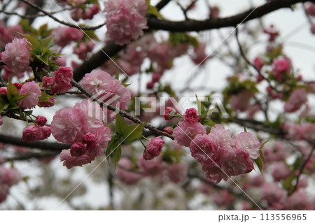 浪速の春を彩る造幣局　桜の通り抜け 113556965