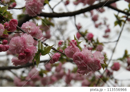 浪速の春を彩る造幣局　桜の通り抜け 113556966