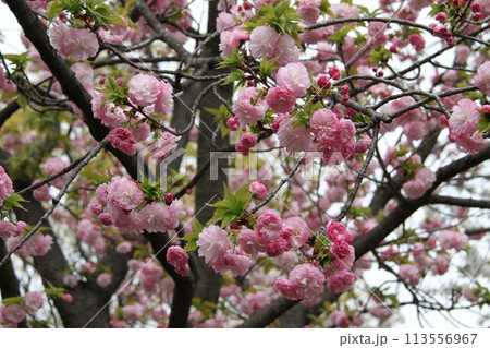 浪速の春を彩る造幣局 桜の通り抜け 浪速の春を彩る造幣局 桜の通り抜け 113556967