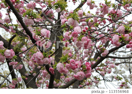 浪速の春を彩る造幣局 桜の通り抜け 浪速の春を彩る造幣局 桜の通り抜け 113556968