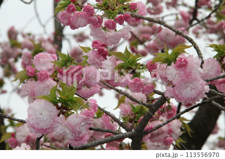 浪速の春を彩る造幣局　桜の通り抜け 113556970