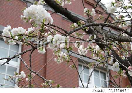 浪速の春を彩る造幣局　桜の通り抜け 113556974