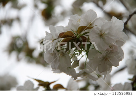 浪速の春を彩る造幣局 桜の通り抜け 浪速の春を彩る造幣局 桜の通り抜け 113556982