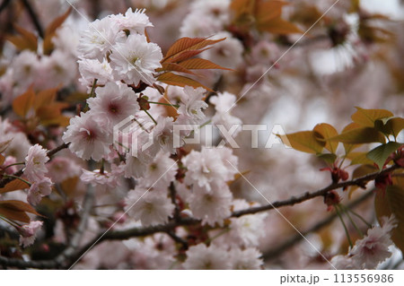浪速の春を彩る造幣局　桜の通り抜け 113556986