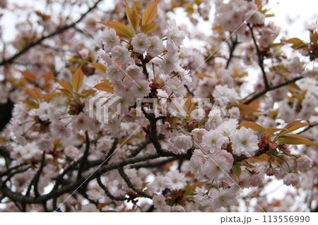 浪速の春を彩る造幣局 桜の通り抜け 浪速の春を彩る造幣局 桜の通り抜け 113556990