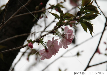 浪速の春を彩る造幣局　桜の通り抜け 113557007