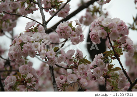 浪速の春を彩る造幣局　桜の通り抜け 113557012