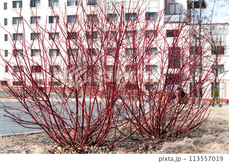 Cornus alba, the red-barked, white or Siberian dogwood flowering plant in spring 113557019