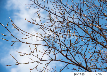 Pussy willow with furry catkins in early spring Pussy willow with furry catkins in early spring 113557020