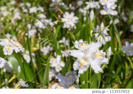シャガの花(名古屋市北区) シャガの花(名古屋市北区) 113557052
