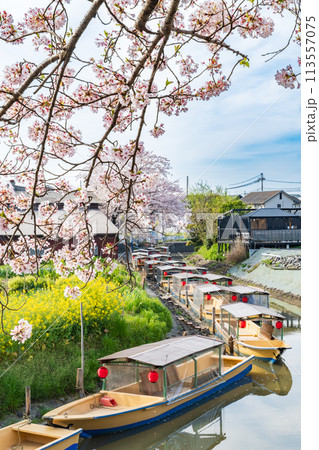 近江八幡市 豊年橋和船乗り場付近の桜 近江八幡市 豊年橋和船乗り場付近の桜 113557075