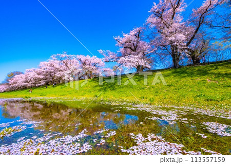 満開の背割堤の桜と映り込み 満開の背割堤の桜と映り込み 113557159