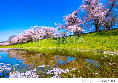 満開の背割堤の桜と映り込み 満開の背割堤の桜と映り込み 113557164