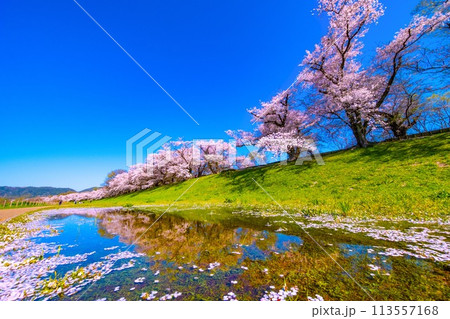 満開の背割堤の桜と映り込み 満開の背割堤の桜と映り込み 113557168