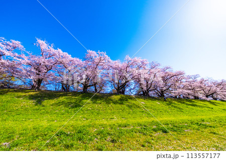 満開の背割堤の桜 113557177