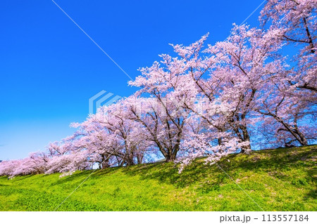 満開の背割堤の桜 113557184