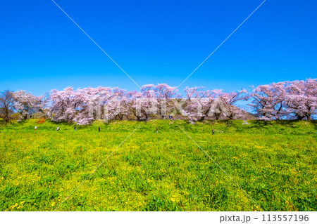 満開の背割堤の桜 満開の背割堤の桜 113557196