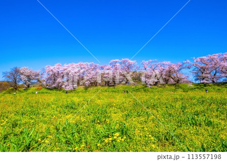 満開の背割堤の桜 113557198