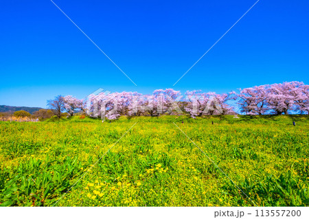 満開の背割堤の桜 満開の背割堤の桜 113557200