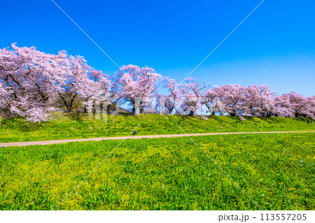 満開の背割堤の桜 113557205