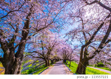 満開の背割堤の桜 113557221