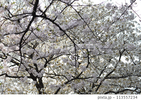 桜 113557234