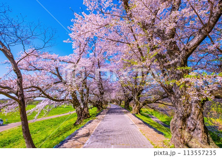 満開の背割堤の桜 113557235